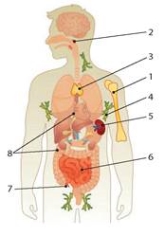 Імунна система людини, особливості її функціонування - Підручник з Біології  і екології. 11 клас. Соболь - Нова програма